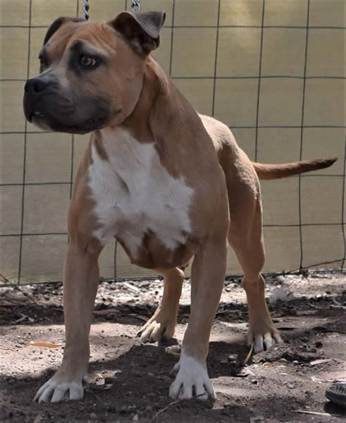 DDDawgs Lifes A Beach